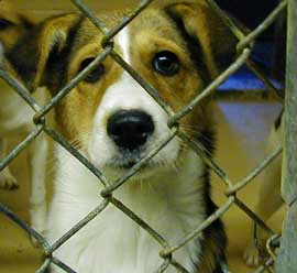 Cute Dog at Humane Society